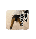 トイプーとヨーキーの動くスタンプ（個別スタンプ：15）