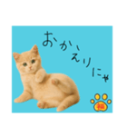 ネコの福のお言葉（水色）（個別スタンプ：2）