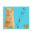 ネコの福のお言葉（水色）（個別スタンプ：3）