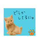 ネコの福のお言葉（水色）（個別スタンプ：4）