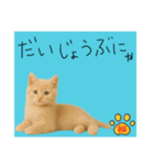 ネコの福のお言葉（水色）（個別スタンプ：5）