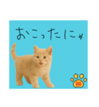 ネコの福のお言葉（水色）（個別スタンプ：6）