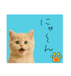 ネコの福のお言葉（水色）（個別スタンプ：8）