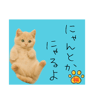 ネコの福のお言葉（水色）（個別スタンプ：11）