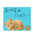 ネコの福のお言葉（水色）（個別スタンプ：12）