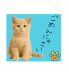 ネコの福のお言葉（水色）（個別スタンプ：13）