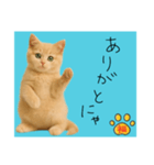 ネコの福のお言葉（水色）（個別スタンプ：14）