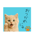 ネコの福のお言葉（水色）（個別スタンプ：16）