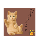 ネコの福のお言葉（ブラウン）（個別スタンプ：7）