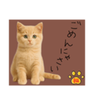 ネコの福のお言葉（ブラウン）（個別スタンプ：9）