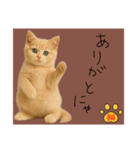 ネコの福のお言葉（ブラウン）（個別スタンプ：10）