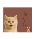 ネコの福のお言葉（ブラウン）（個別スタンプ：13）