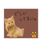 ネコの福のお言葉（ブラウン）（個別スタンプ：15）