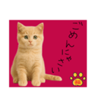 ネコの福のお言葉（赤）（個別スタンプ：1）