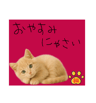 ネコの福のお言葉（赤）（個別スタンプ：2）