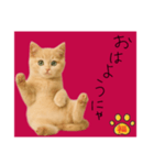 ネコの福のお言葉（赤）（個別スタンプ：3）