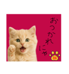 ネコの福のお言葉（赤）（個別スタンプ：6）
