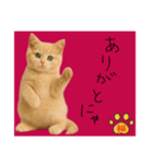 ネコの福のお言葉（赤）（個別スタンプ：7）
