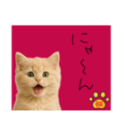 ネコの福のお言葉（赤）（個別スタンプ：8）