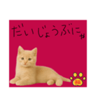 ネコの福のお言葉（赤）（個別スタンプ：11）