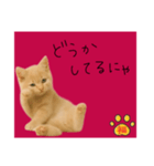 ネコの福のお言葉（赤）（個別スタンプ：12）