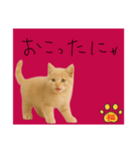 ネコの福のお言葉（赤）（個別スタンプ：13）
