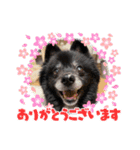 ころすけ16歳！ポメラニアンやってます！ 2（個別スタンプ：1）
