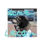 ころすけ16歳！ポメラニアンやってます！ 2（個別スタンプ：2）