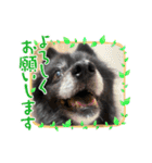 ころすけ16歳！ポメラニアンやってます！ 2（個別スタンプ：4）
