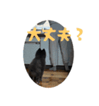 ころすけ16歳！ポメラニアンやってます！ 2（個別スタンプ：6）