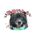 ころすけ16歳！ポメラニアンやってます！ 2（個別スタンプ：10）