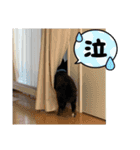 ころすけ16歳！ポメラニアンやってます！ 2（個別スタンプ：14）
