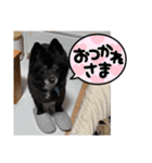 ころすけ16歳！ポメラニアンやってます！ 2（個別スタンプ：15）