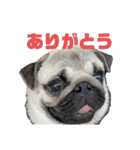 パグのぐーちゃん（個別スタンプ：2）