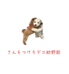 かわいい犬.（個別スタンプ：1）