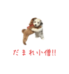 かわいい犬.（個別スタンプ：2）