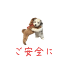 かわいい犬.（個別スタンプ：3）