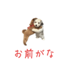 かわいい犬.（個別スタンプ：4）