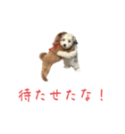かわいい犬.（個別スタンプ：5）