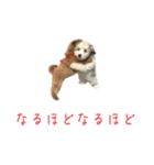 かわいい犬.（個別スタンプ：6）