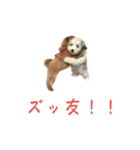 かわいい犬.（個別スタンプ：7）