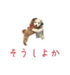 かわいい犬.（個別スタンプ：8）