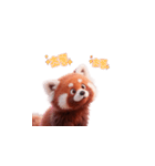 超かわいいレッサーパンダ（個別スタンプ：17）