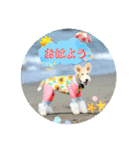 ワイヤーフォックステリアの夏の思い出②（個別スタンプ：7）