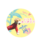 ワイヤーフォックステリアの夏の思い出②（個別スタンプ：12）