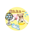 ワイヤーフォックステリアの夏の思い出②（個別スタンプ：16）