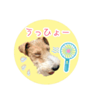 ワイヤーフォックステリアの夏の思い出②（個別スタンプ：23）