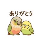インコのまいにちスタンプ（個別スタンプ：1）