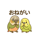 インコのまいにちスタンプ（個別スタンプ：12）