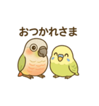 インコのまいにちスタンプ（個別スタンプ：22）